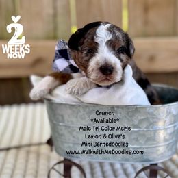 Crunch - Blue merle male Bernedoodle puppy in Orange, Texas from Walk with Me Doodles
