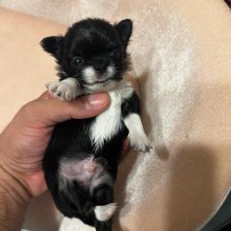 Boy1 - Black and white male Chihuahua puppy in Davenport, Florida from Clan Cordovathone