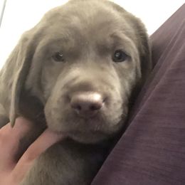 Labrador Retriever Puppies from KMC Gun Dogs