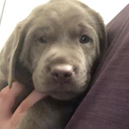 Labrador Retriever Puppies from KMC Gun Dogs