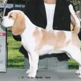 Beagle All Grown Up from HA-Penny Beagles