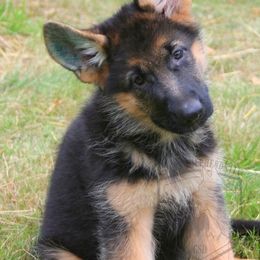 German Shepherd Puppies from Select Shepherds