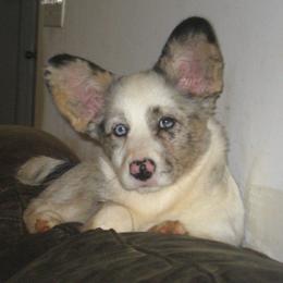 Cardigan Welsh Corgi Puppies from Woodrose Farm