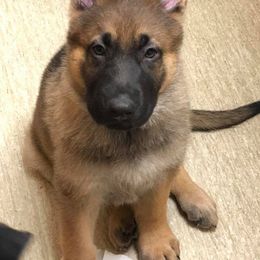 German Shepherd Puppies from Stacey’s German Shepherds