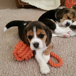 Beagle Puppies from Nor'easter