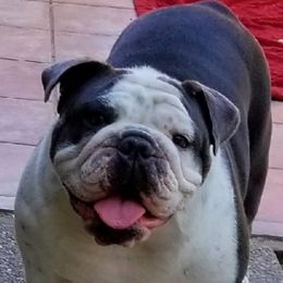 English Bulldog and French Bulldog All Grown Up from Superb Bulldogs