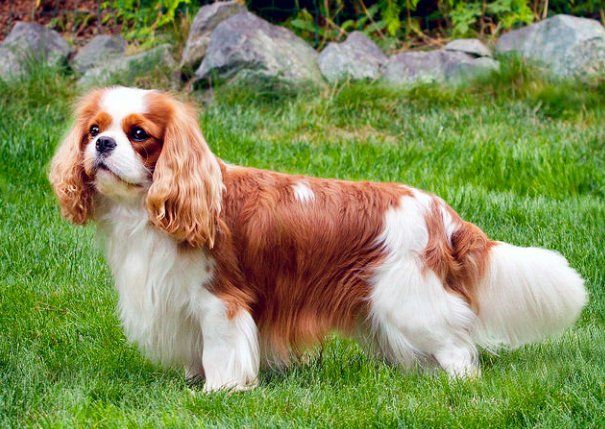 Glenwood Cavaliers in Washington | Cavalier King Charles Spaniel ...