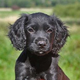 Cocker Spaniel and Irish Water Spaniel Puppies from Saracen Cockers