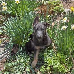 German Shepherd Puppies from Peakes Brook Shepherds