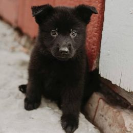 German Shepherd Puppies from Meaurroway Opessa Shepherds