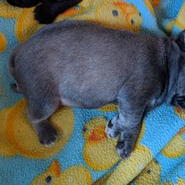 Pug Puppies from Peekaboo Pugs