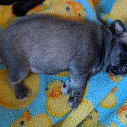 Pug Puppies from Peekaboo Pugs