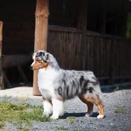 Australian Shepherd All Grown Up from Rocky Mountain Australian Shepherds