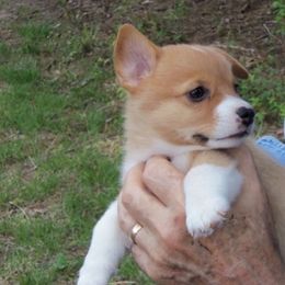 Pembroke Welsh Corgi Puppies from Nistler's Farm Corgis