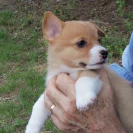 Pembroke Welsh Corgi Puppies from Nistler's Farm Corgis