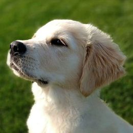 Golden Retriever Puppies from Sleepy Morning Golden's