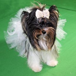 Patticake  - Biewer Terrier