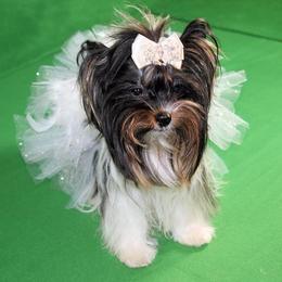 Patticake  - Biewer Terrier