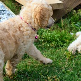 Poodle Puppies from It's A Poodle Parti