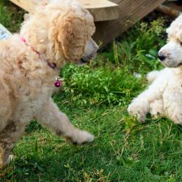 Poodle Puppies from It's A Poodle Parti