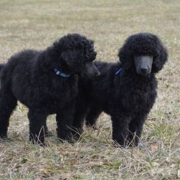 Standard Poodle Puppies from D and D Standard Poodles