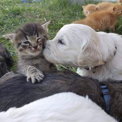 Bear Lake Bearded Retrievers breeder of Goldendoodle