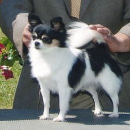 Kenny - Chihuahua