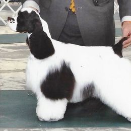 Hef - Cocker Spaniel