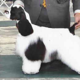 Hef - Cocker Spaniel
