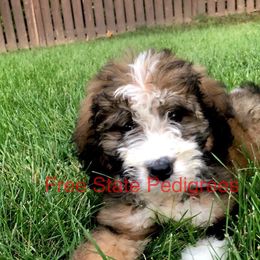 Sheepadoodle and Bernedoodle Puppies from Free State Pedigrees