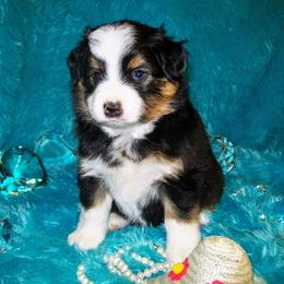 Australian Shepherd, Miniature Australian Shepherd, and Toy Australian Shepherd Puppies from Litton's Aussies