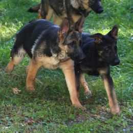 German Shepherd Puppies from Select Shepherds