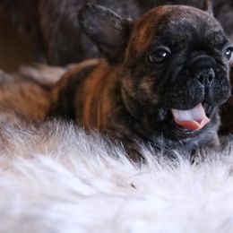 French Bulldog Puppies from Le Petite Lion