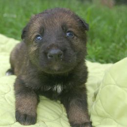 German Shepherd Puppies from Vom Kugelblitz Kennels