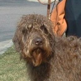 Keenan - Labradoodle