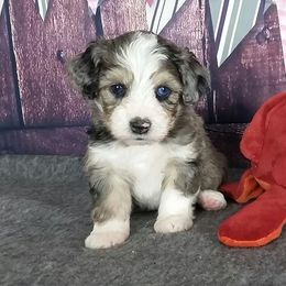 Cavapoo and Aussiedoodle Puppies from Blue Diamond Puppies
