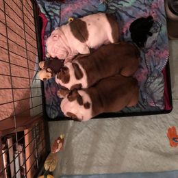 Bulldog Puppies from Raise The Woof Bulldogs