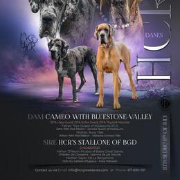 Cami - Great Dane