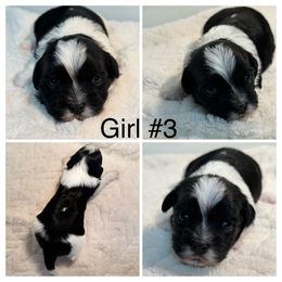 Girl 3 - Black and white female Havanese puppy in Elkins, Arkansas from Havana Knights Havanese