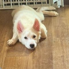 Adam's - White and red male Yakutian Laika puppy in Williamsburg, Ohio from Hickory Meadows Yakutian Laika