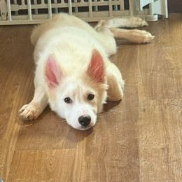 Adam's - White and red male Yakutian Laika puppy in Williamsburg, Ohio from Hickory Meadows Yakutian Laika