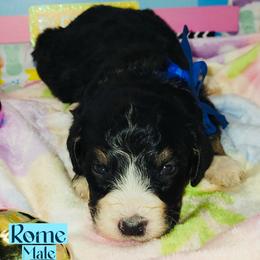 Rome - Tri-color male Bernedoodle puppy in Beecher, Illinois from Erica’s Doodles