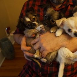 Chihuahua Puppies from Life of Riley's AKC Chihuahuas