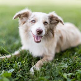 Ginger - Miniature Australian Shepherd