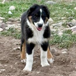 Bay - Black tri-color male Australian Shepherd puppy in Preston, Idaho from KC Bar Ranch Aussies