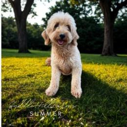 Summer - Goldendoodle
