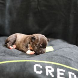 Kirby - Black brindle female American Staffordshire Terrier puppy in Hohenwald, Tennessee from AptiBull Terriers