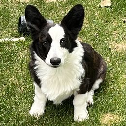 Cardigan Welsh Corgi All Grown Up from Morningstar Corgis
