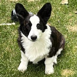 Cardigan Welsh Corgi All Grown Up from Morningstar Corgis
