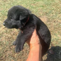 Orange Collar Black Female - Black female German Shepherd puppy in Milan, Illinois from Stonewick German Shepherds